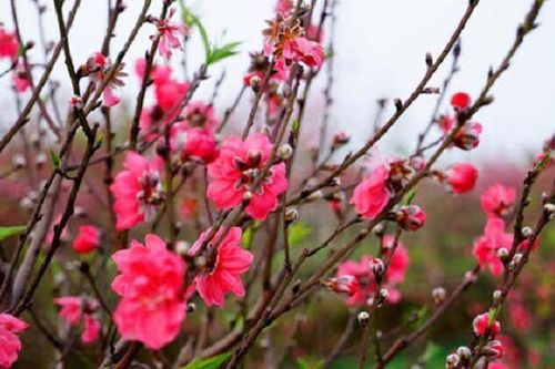Sau Tết đừng vội vứt đào, trồng theo cách này để chơi đến... Tết năm sau