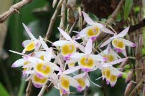 Bí quyết chăm lan bền chơi '3 tháng' Tết