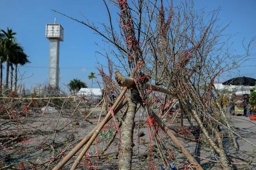 Cận Tết, đào rừng 'biến' thành củi khô