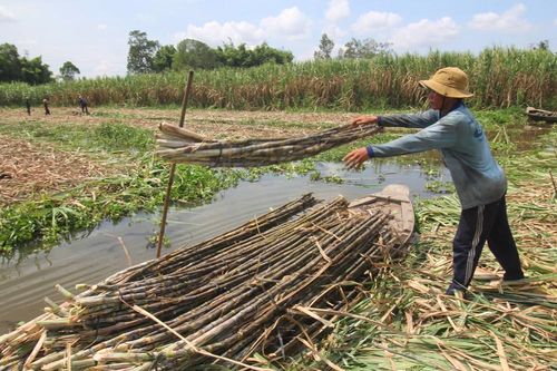 Áp dụng thuế chống bán phá giá đối với đường mía từ Thái Lan
