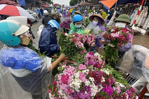 'Thủ phủ' hoa lớn nhất miền bắc tấp nập người mua bán ngày giáp Tết