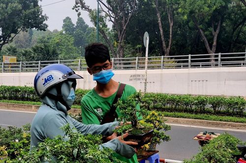 Bonsai mini 'độc lạ' tiền triệu hút khách tại chợ hoa Tết