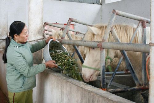 Xuân về thăm làng tỷ phú ngựa bạch