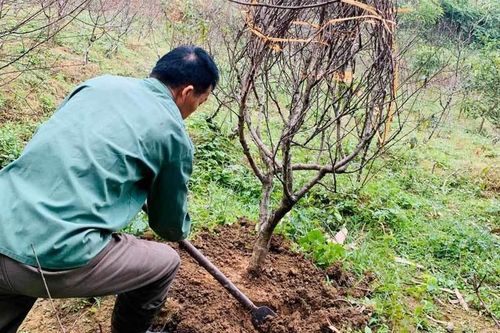 Độc chiêu 'xuyên không', lão nông xứ Lạng 'băng mây, vượt núi' thu tiền
