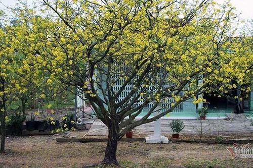 Nổi nhất miền Tây: Cây mai có gốc to như thân người, giá 4 tỷ đồng