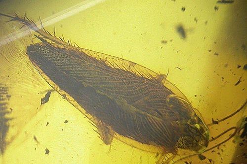 Tìm thấy hóa thạch loài gián 370 triệu năm trước