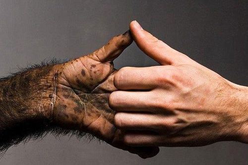 Bí mật di truyền khiến người khác khỉ