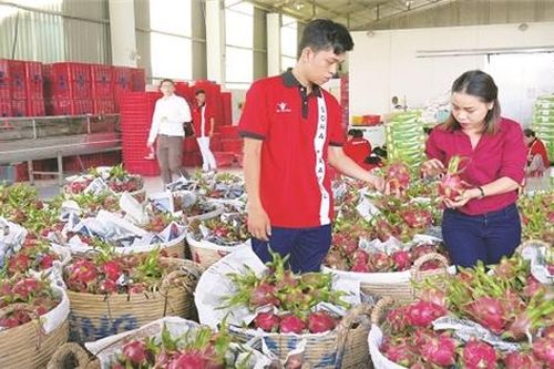 Dặm đường trường chinh xuất ngoại của trái cây Việt