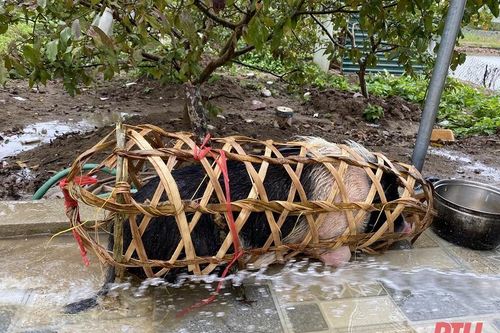 Chạy sô mổ lợn thuê, ngày kiếm chục triệu đồng ăn Tết