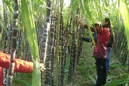 Bộ Công thương sẽ áp thuế tạm thời với đường mía nhập khẩu từ Thái Lan