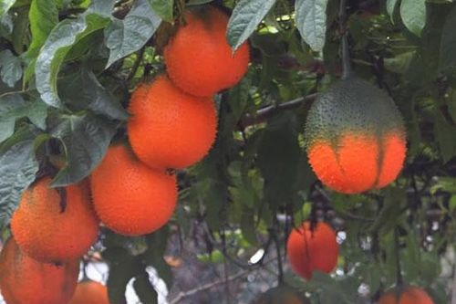 Màu may mắn