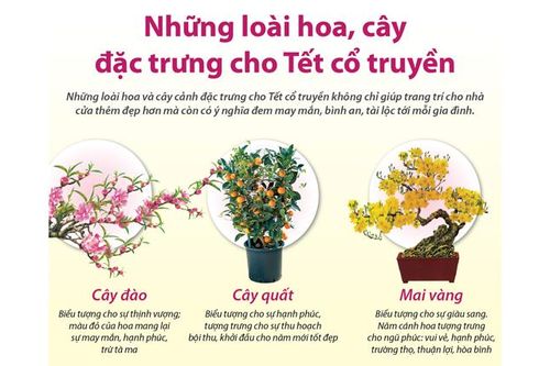 Inforaphics: Những loài hoa, cây đặc trưng cho Tết cổ truyền
