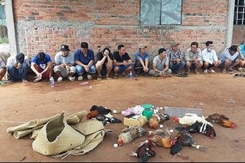 17 đối tượng đá gà ăn thua bằng tiền trong 'mùa giãn cách'