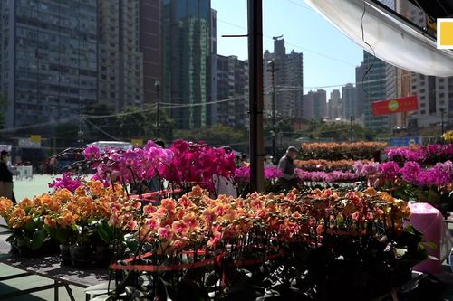 Chợ hoa Tết Hồng Kông ảm đạm do COVID-19