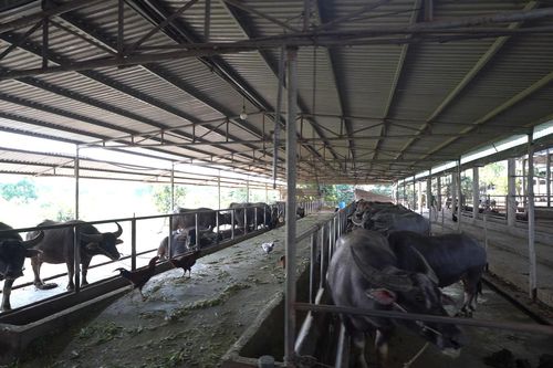 Nông dân nuôi trâu chọi thu tiền tỷ mỗi năm ở Hải Dương