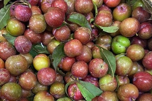 Chị em lùng mua mận Mộc Châu trái mùa siêu đắt, chống ngán dịp Tết
