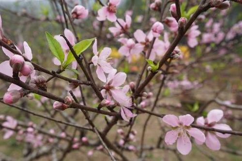 Về thủ phủ đào phai ở xứ Thanh