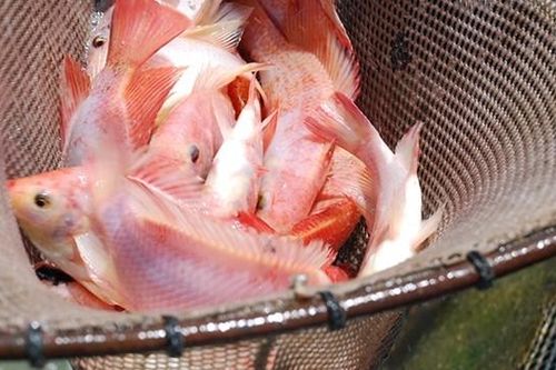 Nuôi cá điêu hồng