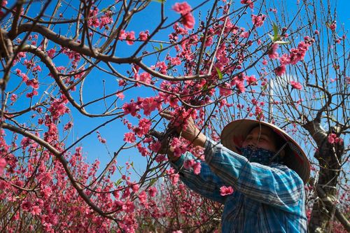 Cắt cành dăm cây đào 10 triệu để bán giá 50.000 đồng vì ế