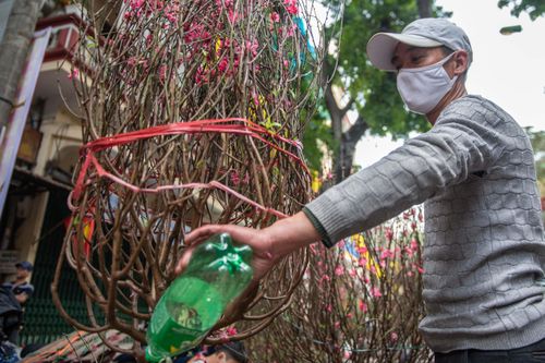 Dân buôn bán cành đào 20.000 đồng chiều 30 Tết