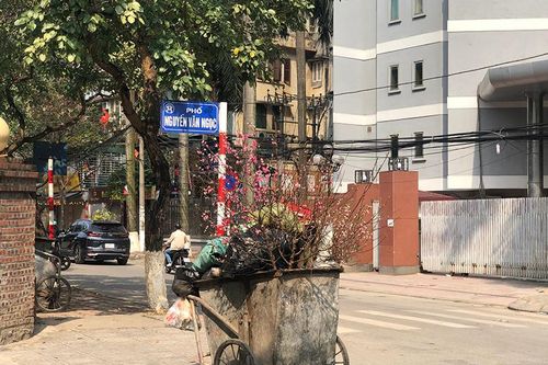 Xót cảnh xác đào bị vứt la liệt ở ven đường ngày 30 Tết