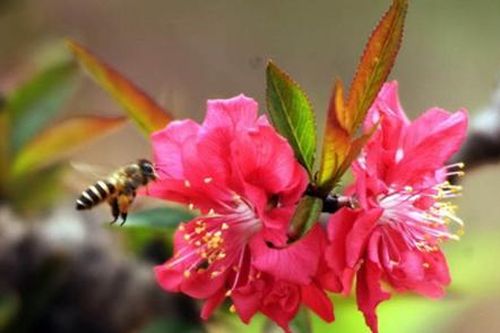 Những lời chúc Tết ý nghĩa, bình an, may mắn và tài lộc năm Tân Sửu