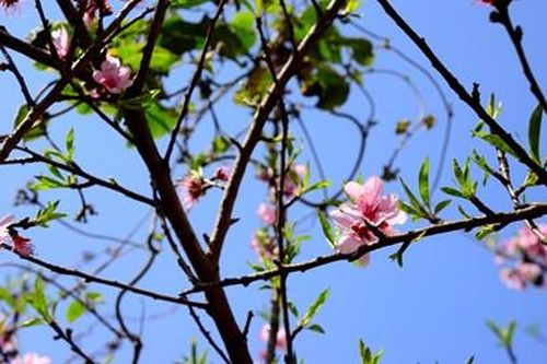 Hương Tết Việt