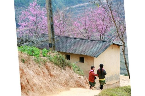 Mùa xuân về trên Mù Cang Chải