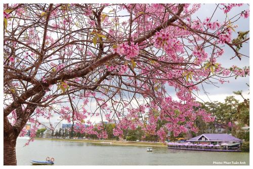 Đà Lạt rực rỡ sắc Xuân qua chùm ảnh hoa mai anh đào nở đẹp mê lòng người