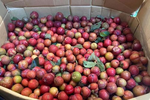 Đắt hơn bò Mỹ, chị em vẫn lùng mua mận trái mùa ăn Tết