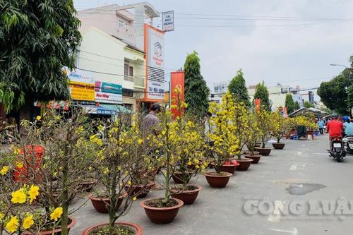 Hoa Tết đêm 30: Có tiền đi trễ cũng về không