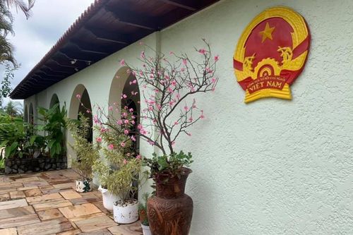 Hoa mai, hoa đào, bánh chưng xanh nơi tâm dịch COVID-19 lớn thứ ba thế giới