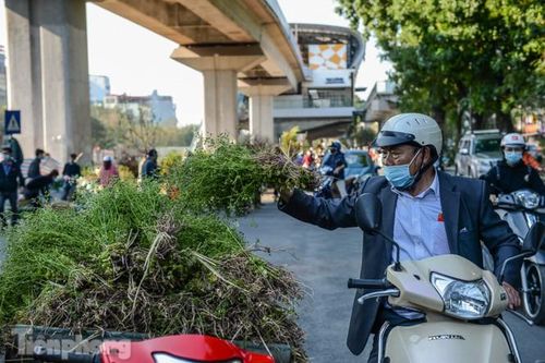 Người dân Hà thành săn lá mùi già về tắm 30 Tết