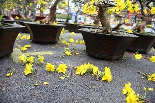 Mai Tết bán ế ẩm, chủ vườn tiếc 'đứt ruột' cắt bỏ hoa mai chở về quê