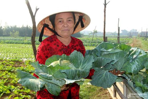 Nghệ An: Giá rau dịp Tết thấp kỷ lục, người dân chẳng buồn thu hoạch