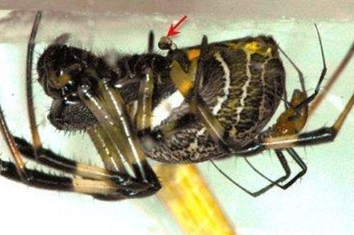 Nhện bỏ 'của quý' để tăng sức mạnh