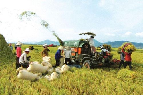 Giá lúa gạo hôm nay ngày 11/2: Giá lúa gạo neo ở mức cao