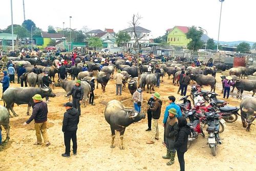 Nhộn nhịp chợ trâu xứ Nghệ