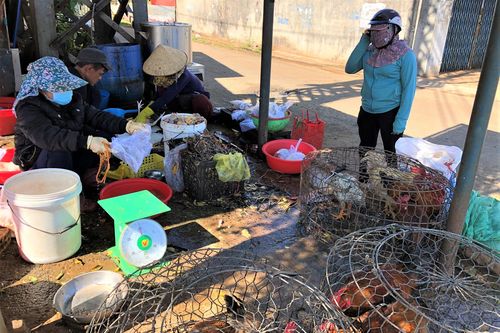 Pleiku: Dịch vụ giết mổ gà đắt khách ngày 30 Tết