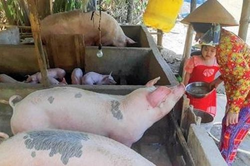 Nhớ 'hụi heo' ăn Tết ở miền Tây Nam bộ