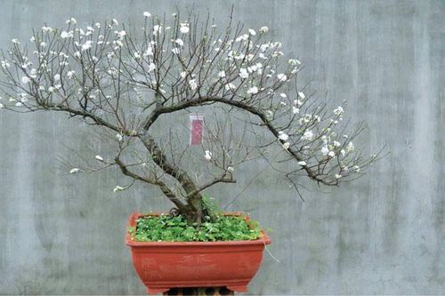 Nhân sinh trong sắc trắng hàn mai