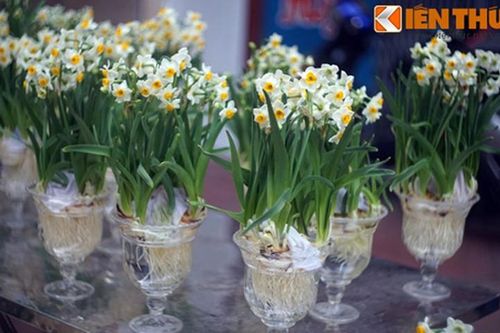 Ly kỳ sự tích về hoa thủy tiên ngày Tết Việt