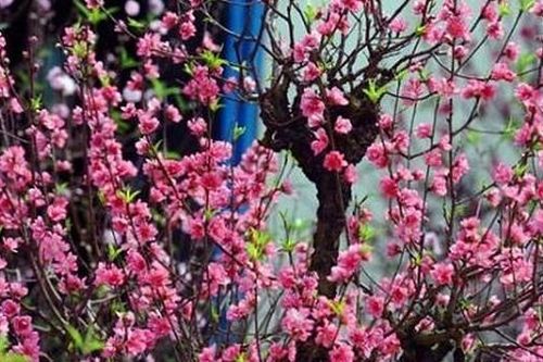 Trải nghiệm Tết ba miền