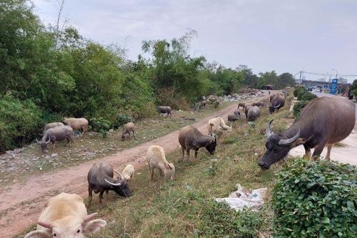 'Đệ nhất' trại trâu Hà thành