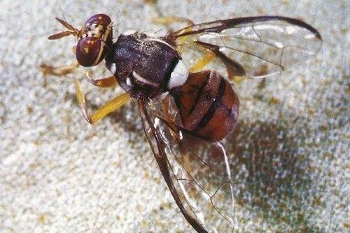 Ruồi đực tự sản xuất chất kích dục để hút ruồi cái