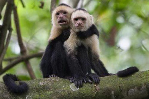Chiêu ve vãn bạn tình kỳ quặc của khỉ capuchin