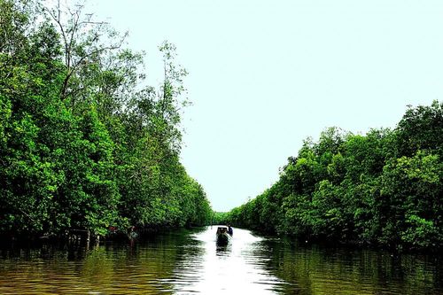 Chuyện ba khía nơi đất mũi
