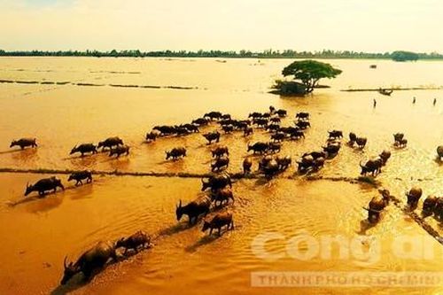 Năm Tân Sửu, xem những bức ảnh về trâu ở miền Tây Nam bộ