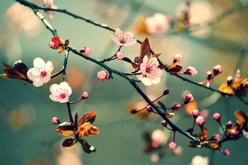 Thơ Dương Kỳ Anh: Đôi khi mùa xuân