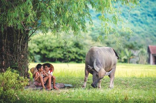 Con trâu trong đời sống văn hóa người Việt